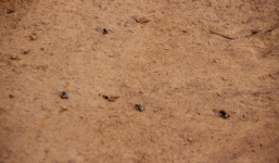 Sự thật về hàng ngàn con ễnh ương xuất hiện báo hiệu sắp động đất